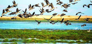 鄱陽湖文學(xué)作家群，是以挖掘鄱陽湖地域文化為背景，弘揚鄱陽湖地域文學(xué)為己任的專業(yè)文學(xué)創(chuàng)作研究團隊。