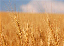 思芒學(xué)社｜重建“文學(xué)”意義的未竟之業(yè)時(shí)隔近30年，伊格爾頓又在耶魯大學(xué)出版社推出了《文學(xué)事件》一書……[詳細(xì)]