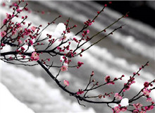 惠忠庵讀書夜｜活在珍貴的人間：一次關(guān)于詩歌的細(xì)讀“好像有樹葉在門前燃燒，而抱回的柴禾里有水珠滴落……”[詳細(xì)]