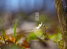 《春分》春分了，天氣漸漸暖起來。草木萬物都生發(fā)了，空氣里里濕漉漉甜絲絲的，有一股子好聞的泥土腥味兒。[詳細]