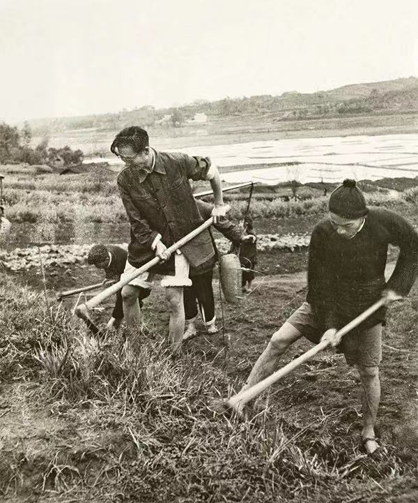 圖為周立波在清溪村與鄉(xiāng)親們一起勞作。 中國作協(xié)供圖