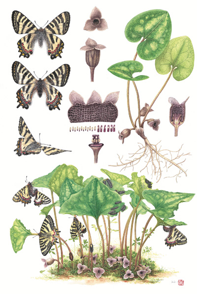 　博物繪畫《中華虎鳳蝶和杜衡》，作者李聰穎。 　　《博物》雜志供圖