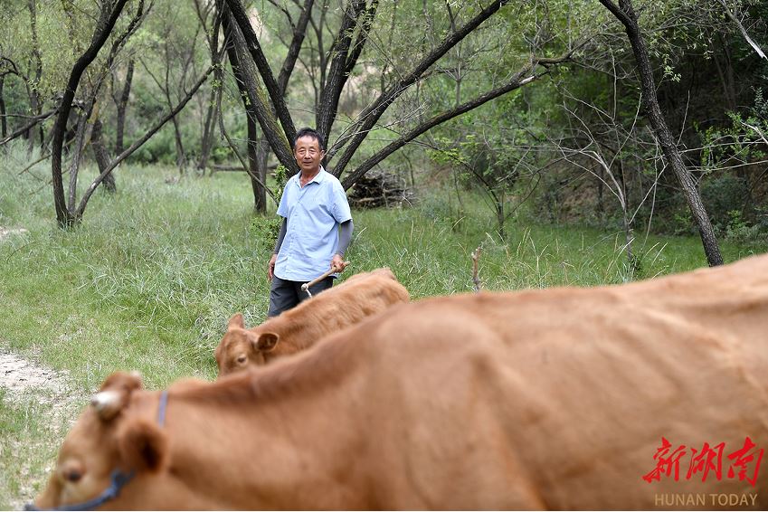 延川縣大禹街道馬家店村監(jiān)委會主任馬衛(wèi)軍在山上放牛。