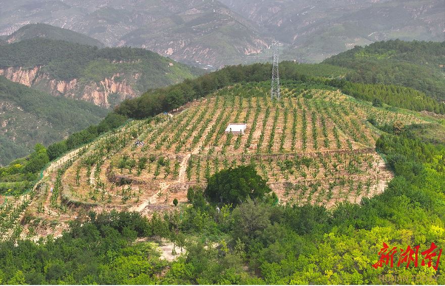 延川縣大禹街道馬家店村的櫻桃園。