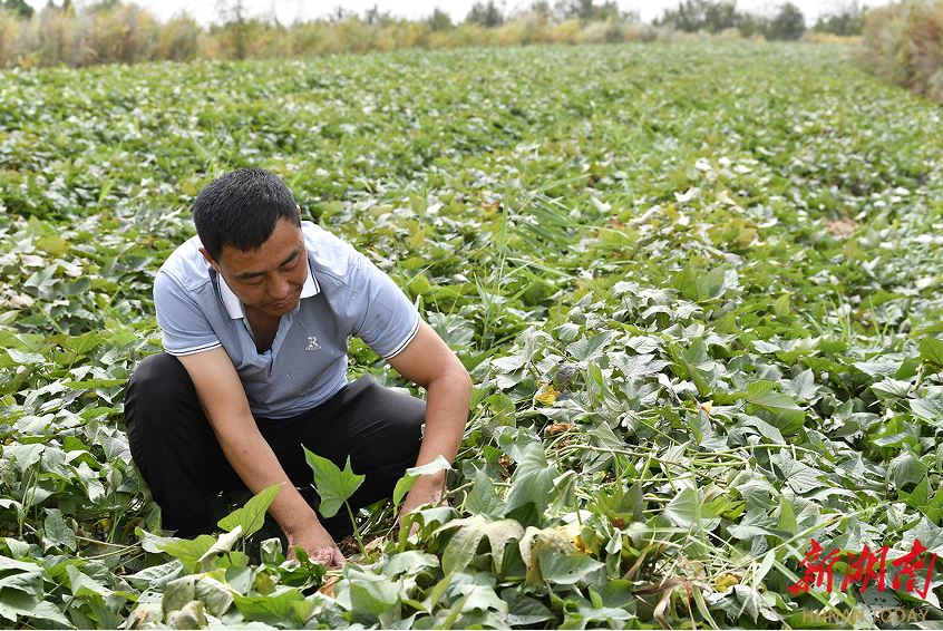 延川縣大禹街道馬家店村村支書郝崗在查看紅薯長勢。