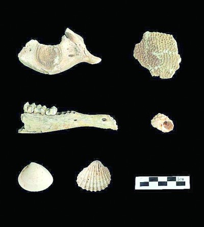 福建平潭殼丘頭遺址出土動(dòng)物遺存。國家文物局供圖