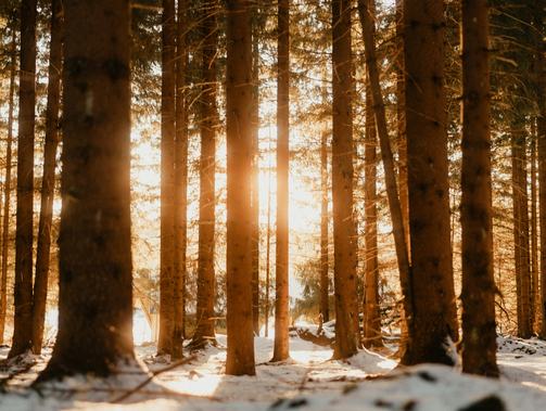 循著日常軌跡，走進(jìn)情感腹地——2024年散文讀札