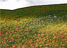 謳歌生命　　鳥(niǎo)類(lèi)的一生，無(wú)比艱難，九死一生。但它們永遠(yuǎn)樂(lè)觀，不悲苦。鳥(niǎo)類(lèi)有著人類(lèi)一樣偉大的愛(ài)，為了家族，可以犧牲自己。[詳細(xì)]