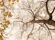 樸素之語(yǔ)盡寫(xiě)萬(wàn)物卑微之美　　“深山多古木多闊葉木，多山泉?！倍潭痰倪@句話，蘊(yùn)藏了六年的足跡與情感。[詳細(xì)]