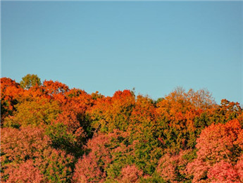 問(wèn)道于自然