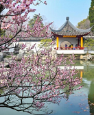 徐坤:不到園林,怎知春色如許