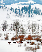 云德:冬季的厚贈(zèng)