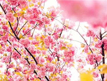 2025年度報(bào)告文學(xué)：觸摸中國心跳 記錄人間煙火