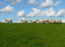 橋頭羊肉店　　我們這一刻談藝術，下一刻談生活，再下一刻則聊起了生意。[詳細]