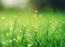 朱強：雨中的白頭格厚厚的雨云壓在頭頂，似乎一抬手，雨就要落下來。對面山上的云是粉狀的，青白相間，風一吹，云就往山上跑。蓬萊山水多仙境。[詳細]